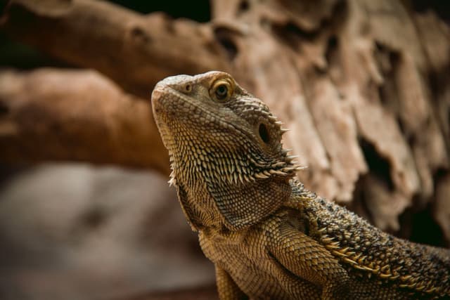 Bearded Dragon