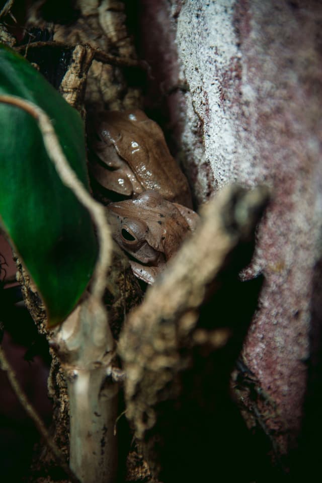 Tree frogs