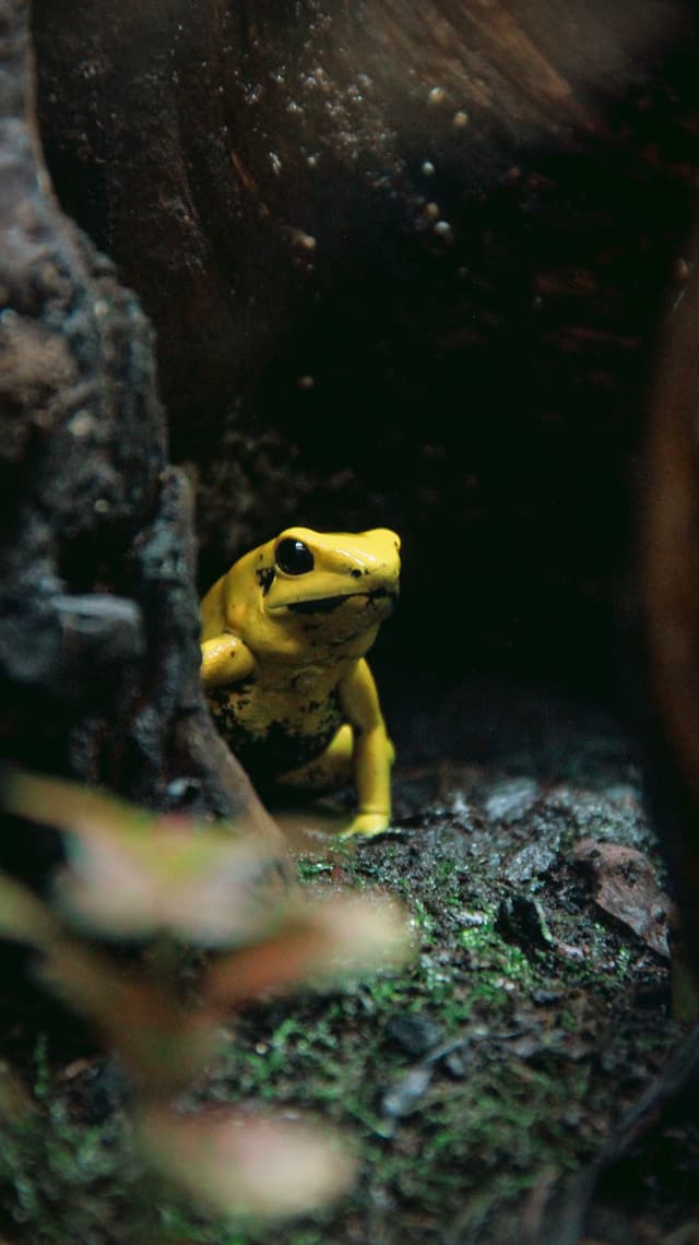 Tree Frog